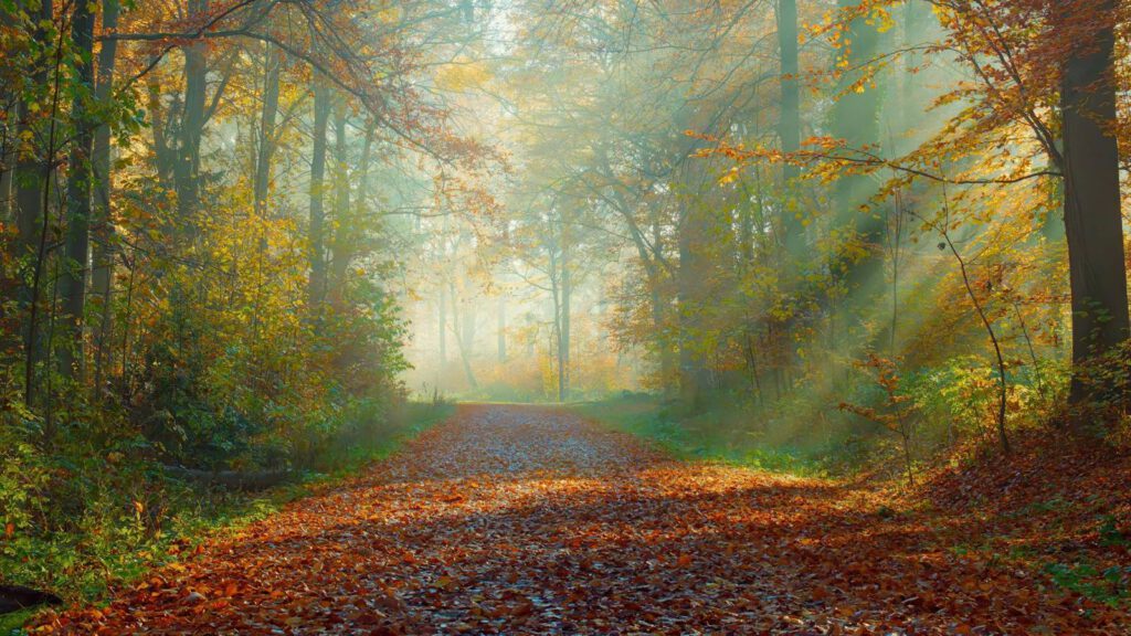 Erschöpfung und Selbstvertrauen – wenn der innere Weg noch im Nebel liegt