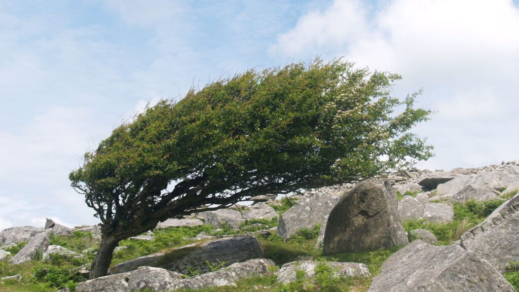 Innere Stärke in Zeiten von Überforderung – Resilienz trotz Erschöpfung