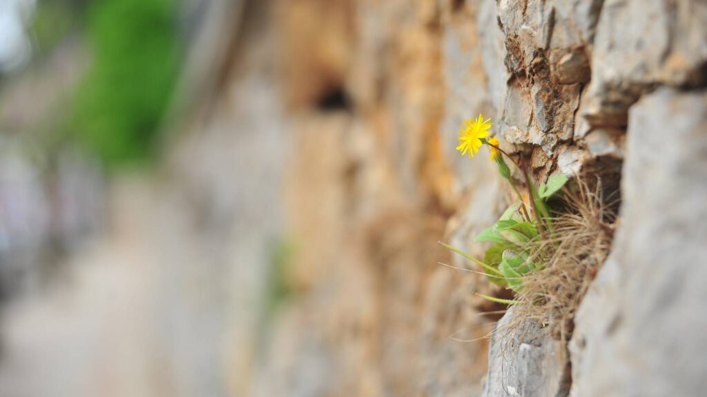 Innere Stärke und Selbstliebe – Vertrauen in dich selbst neu entdecken