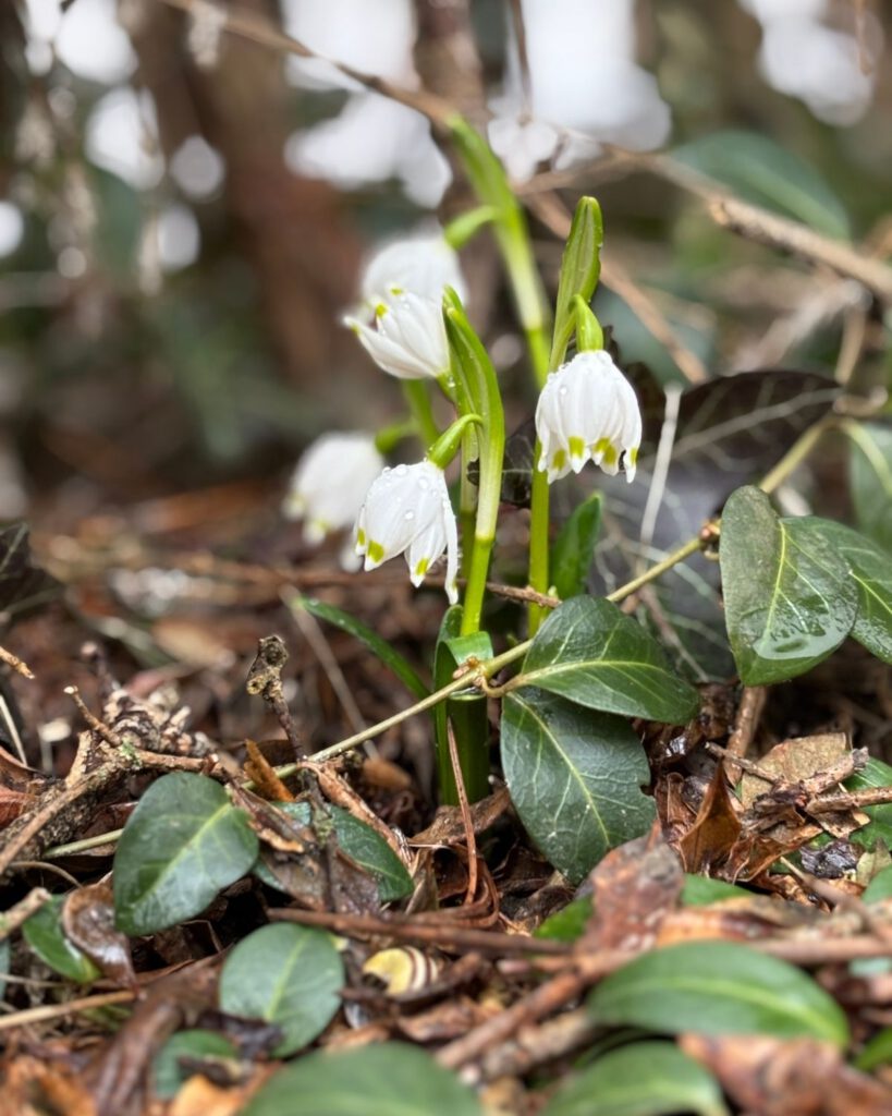 Gefülltes Schneeglöckchen unter einer Ligusterhecke