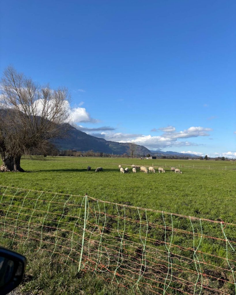 Schafherde auf einer Wiese vor Bergkulisse und blauem Himmel