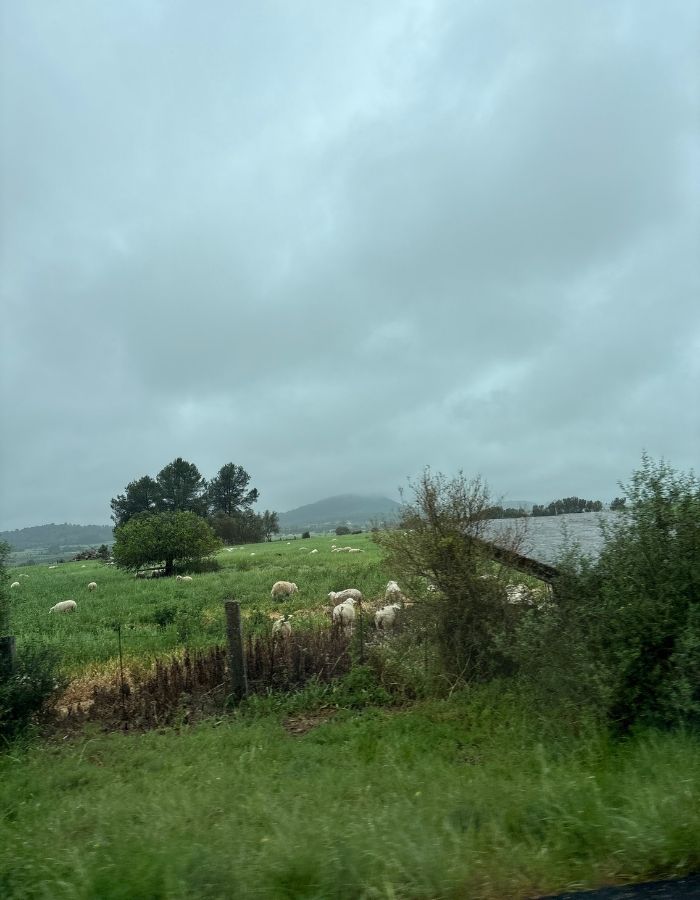 Schafherde auf grüner Wiese bei regnerischem Wetter auf Mallorca